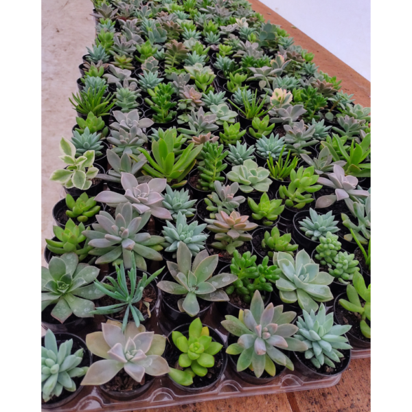 Kit 20 Mini suculentas para Decoração